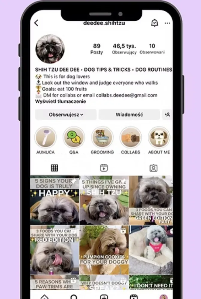 @deedee.shihtzu