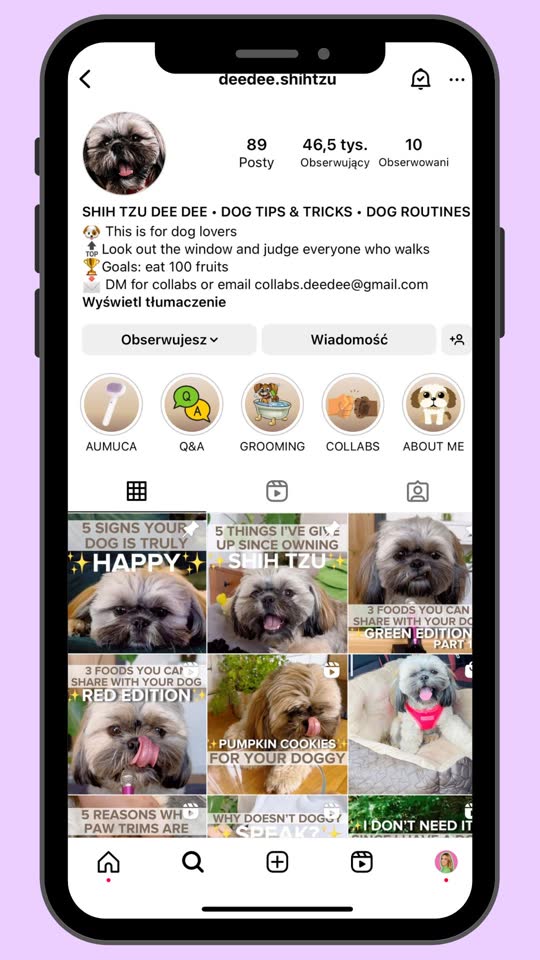 @deedee.shihtzu